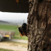 Gehörnte-Mauerbienen-bei-Pa